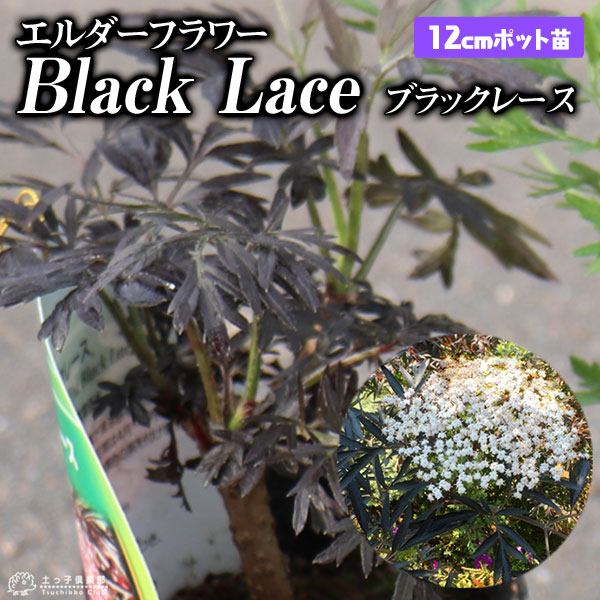 エルダーフラワー （ 西洋ニワトコ ） 『 ブラックレース 』 12cm
