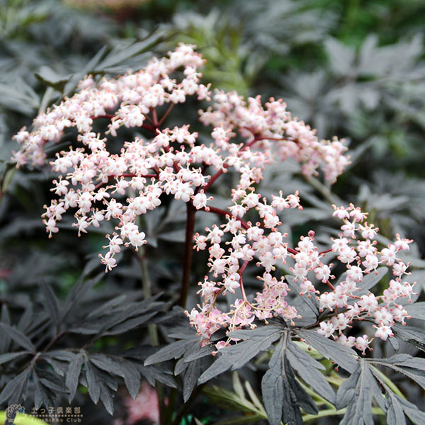 エルダーフラワー 西洋ニワトコ ブラックレース 15cm鉢植え | 苗の種類