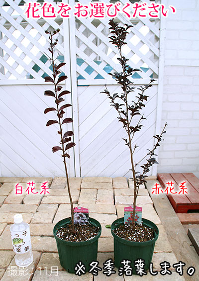 大人気品種☆サルスベリ ブラックパールホワイト1.6M(鉢底から)花付き