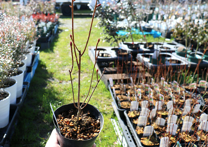 ドウダンツツジ （ 岩しだれ / 口紅更紗 / 黄花 / 柳葉紅 ）9cmポット