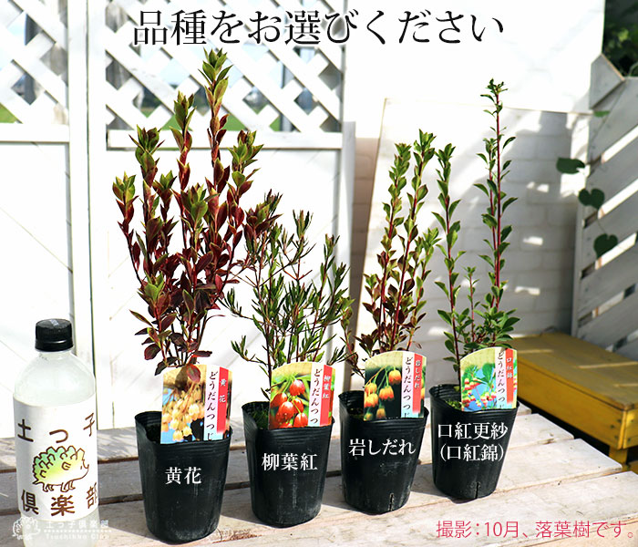 駆ける。。駆ける。。超絶品ドウダンツツジ。 ドウダンツツジ （ 岩しだれ / 口紅更紗 / 黄花 / 柳葉紅 ）9cmポット