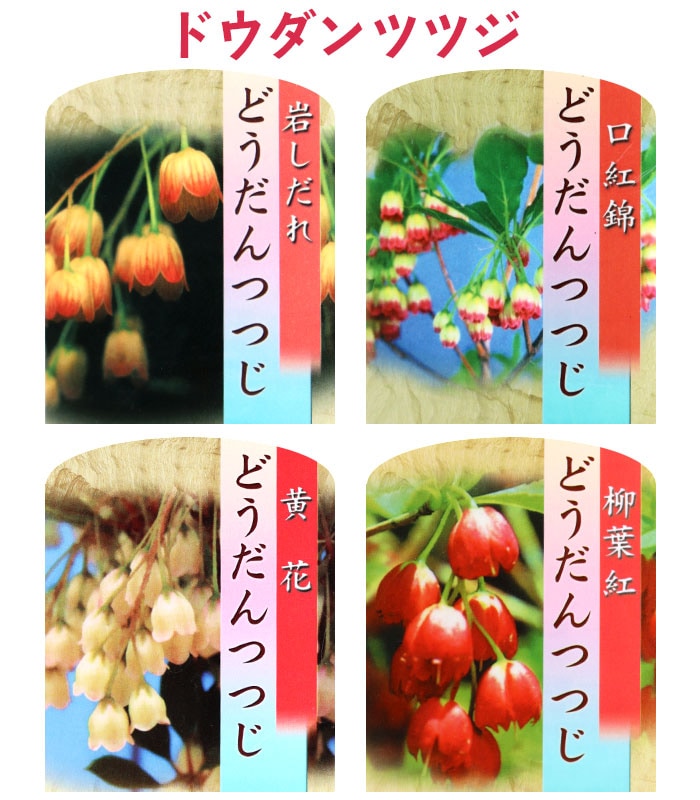 ドウダンツツジ （ 岩しだれ / 口紅更紗 / 黄花 / 柳葉紅 ）9cmポット