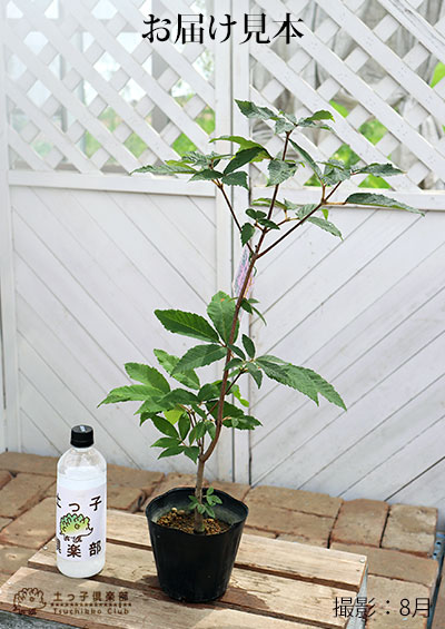 目薬の木 （ メグスリノキ ） 13.5cmポット 苗木 | 五十音順（品種名