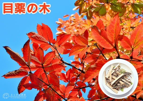 ぴろ　めぐすりの木 imgrc0103504650.jpg