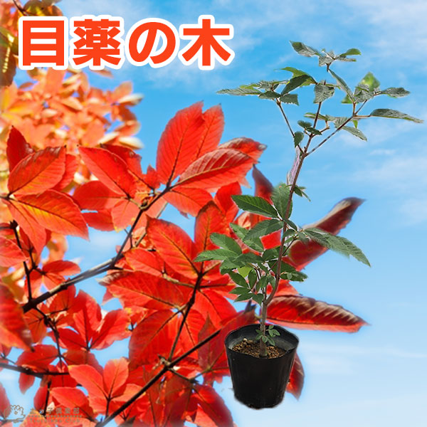 ぴろ　めぐすりの木 imgrc0103504650.jpg