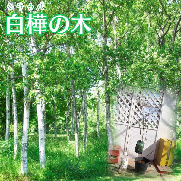 白樺 『 ジャクモンティ 』（ シラカバ ）15cmポット苗 | 五十音順