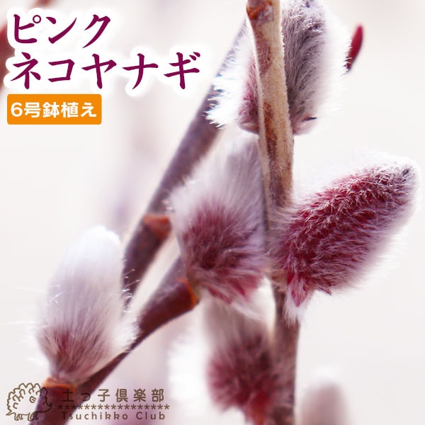 ネコヤナギの苗木 15cm （楽天市場】ネコヤナギ 苗の通販）