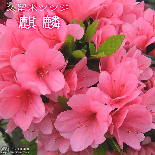 久留米ツツジ 『 麒麟 （ キリン ） 』 13.5cmポット苗 | 五十音順