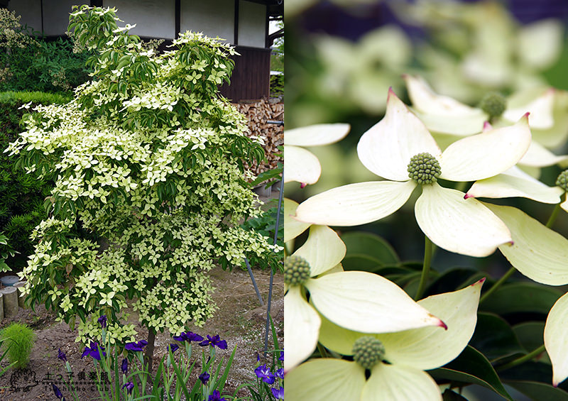 常緑ヤマボウシ ホンコンエンシス」の人気商品一覧 | 安い商品を通販