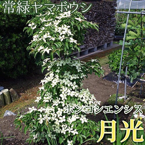 常緑ヤマボウシ 『 ホンコンエンシス （ 月光 ） 』 挿し木 10.5cm