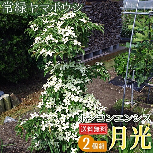 常緑山法師 月光 ヤマボウシ /407 常緑ヤマボウシ 『 ホンコンエンシ