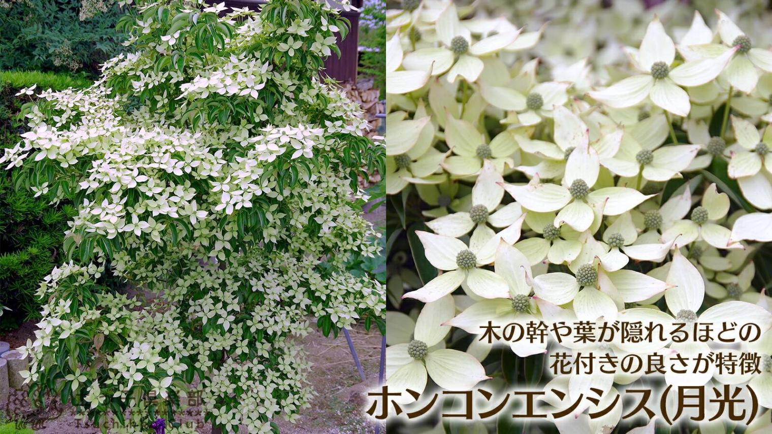 常緑ヤマボウシ『ホンコンエンシス（月光）』15cmポット苗 | 見ごろ