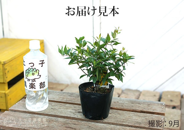 カロライナジャスミン 10.5cmポット苗 | 苗の種類,花木,いろんな花木
