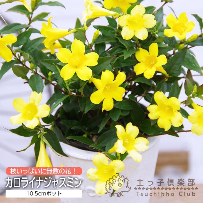 カロライナジャスミン 10.5cmポット苗 | 苗の種類,花木,いろんな花木