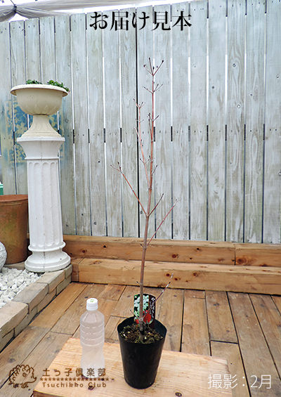 ヤマボウシ 『 ビッグアップル 』 13.5cmポット苗 | 見ごろ・収穫の