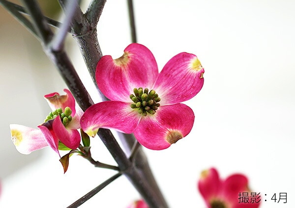 ハナミズキ 『 アップルブロッサム 』 5号鉢植え | 見ごろ・収穫の時期