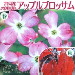 ハナミズキ　アップルブロッサム　樹高H1.4m 楽天市場】花水木（ハナミズキ） アップルブロッサム（ピンク花