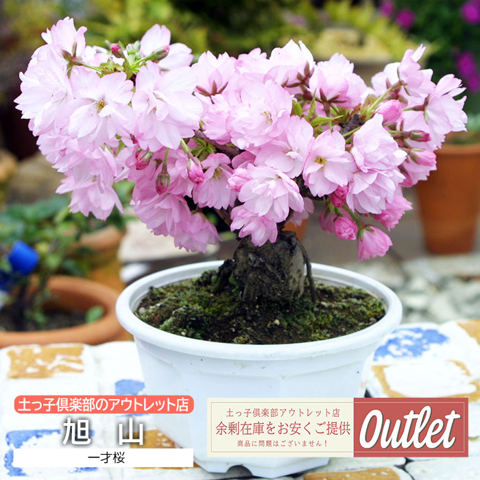 アウトレット 一才桜 旭山 あさひやま サクラ盆栽 | アウトレット店
