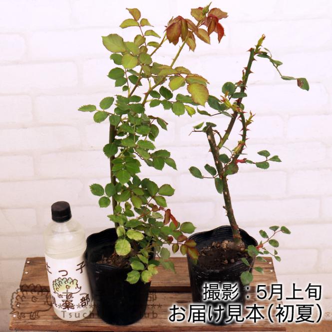バラ苗　接ぎ木苗　2点セット アウトレット バラ 1～2年生 接ぎ木苗 12cmポット 品種不明（2個セット