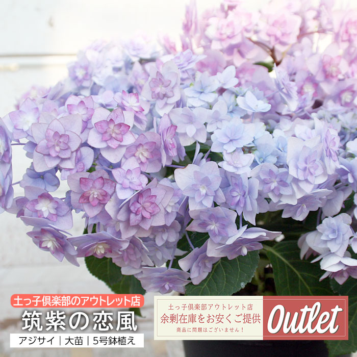 アウトレット店,アウトレット店［植物］ | 【公式】土っ子倶楽部
