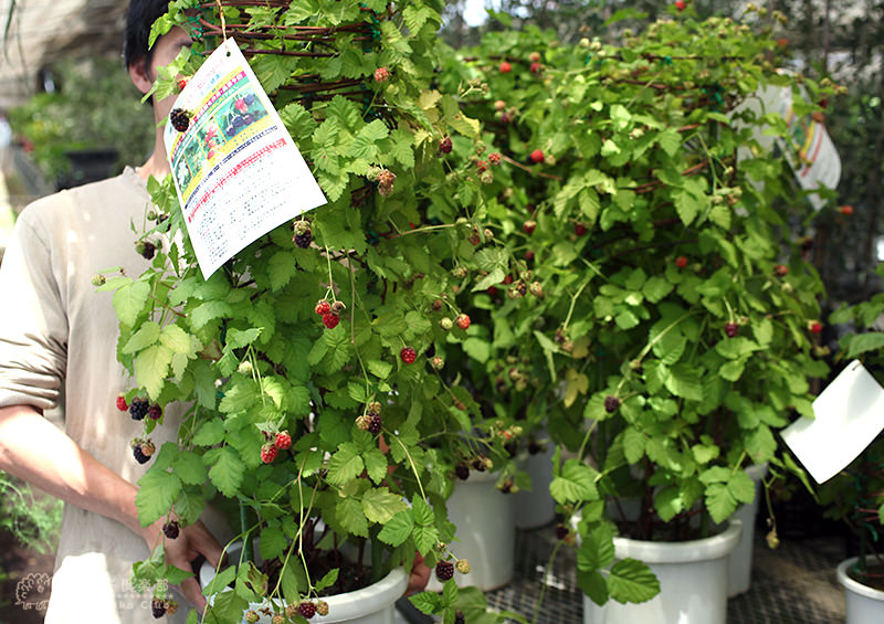 レイニーブルー　アンドン仕立て　鉢植え レイニーブルー アンドン仕立て 鉢植え