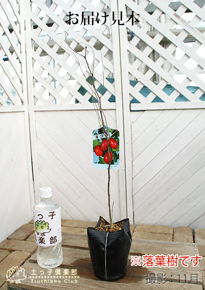 【user_089a169c様ご注文苗】その１ 令和8年度切り苗 シルクスイート(HE306)苗（登録品種PVP）10本 切り