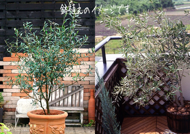 オリーブ 株立ち大苗 （全9品種） 4年生 7号ポット苗 【 選べる品種