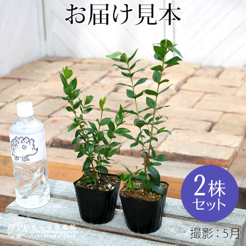 香る花木 『 銀梅花 （ ギンバイカ ） 』 9cmポット苗 【 2個セット