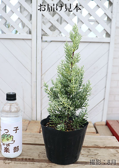 ローズマリー苗 ・ コニファー サルフレア苗 2種セット お洒落 極美株