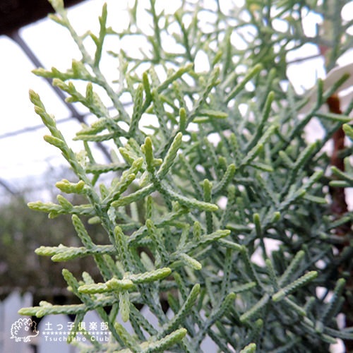 コニファー 『 サルフレア 』 15cmポット苗木 （ クリスマスの木