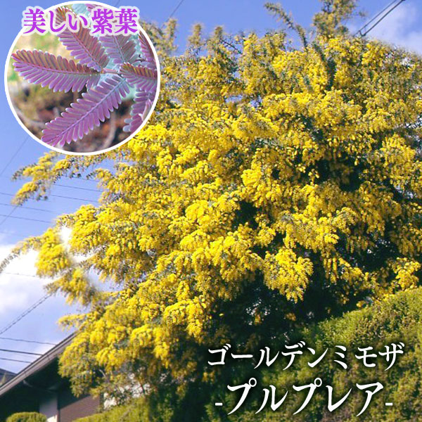 ゴールデンミモザ 『 プルプレア 』（ 銀葉アカシア ） 10.5cmポット苗 