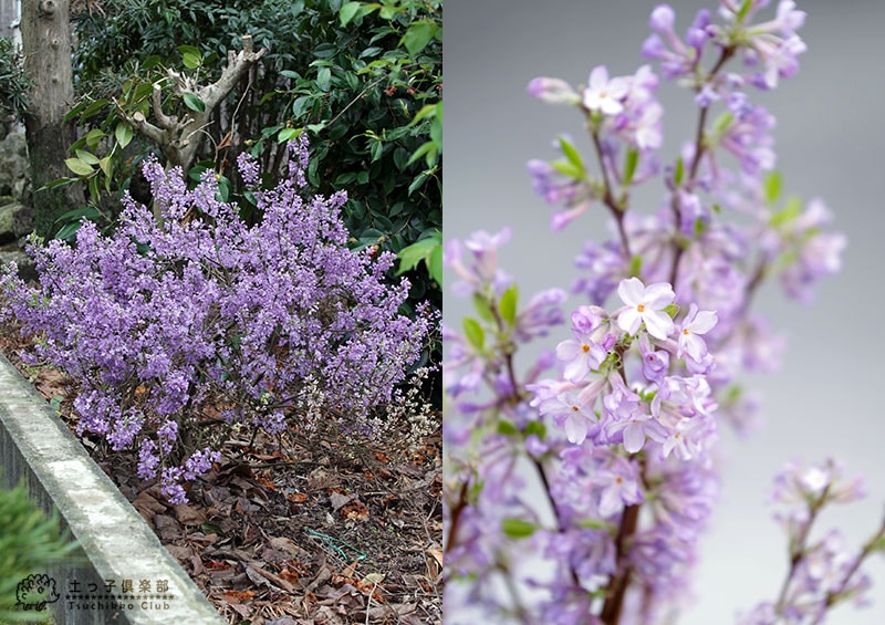 長寿桜 （ チョウジュザクラ ） 4号鉢植え | 五十音順（品種名）,［タ