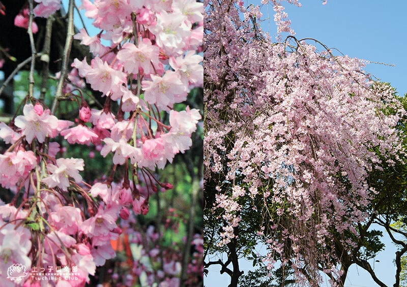 桜の苗 八重桜 枝垂れ桜 八重 八重桜 八重枝垂れ桜 八重 紅 しだれ 桜 八重紅しだれ桜 桜苗 サクラの苗 とても綺麗な八重桜の お花が楽しめます DIY・工具・ガーデン
