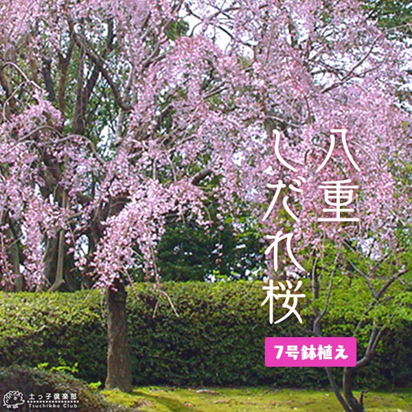 枝垂櫻様 八重しだれ桜 （ ピンク ） 接ぎ木 7号鉢植え | 五十音順（品種名