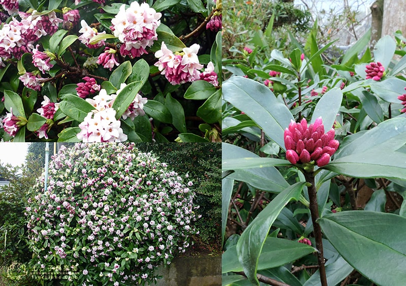 沈丁花 （ ジンチョウゲ ） 赤花 15cmポット苗 | 苗の種類,花木
