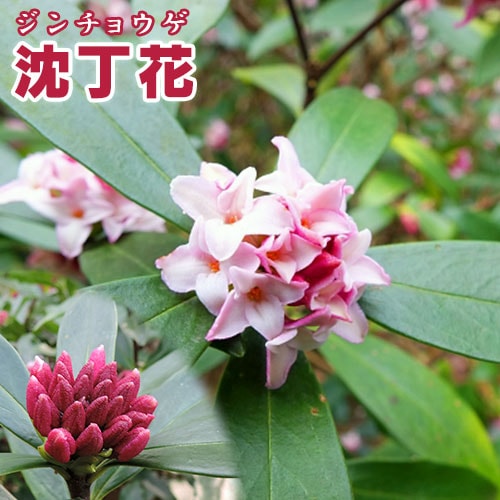 沈丁花 （ ジンチョウゲ ） 赤花 15cmポット苗 | 苗の種類,花木