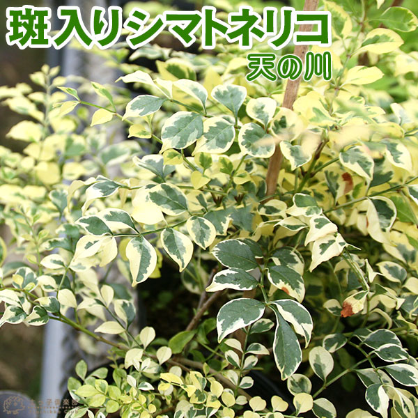 斑入り シマトネリコ 『 天の川 』 13.5cmポット苗木 （ 斑入り葉