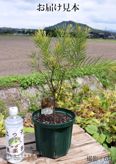 アカシアの木『 フェニックスゴールド 』（ 珍種 ）6号スリット鉢植え
