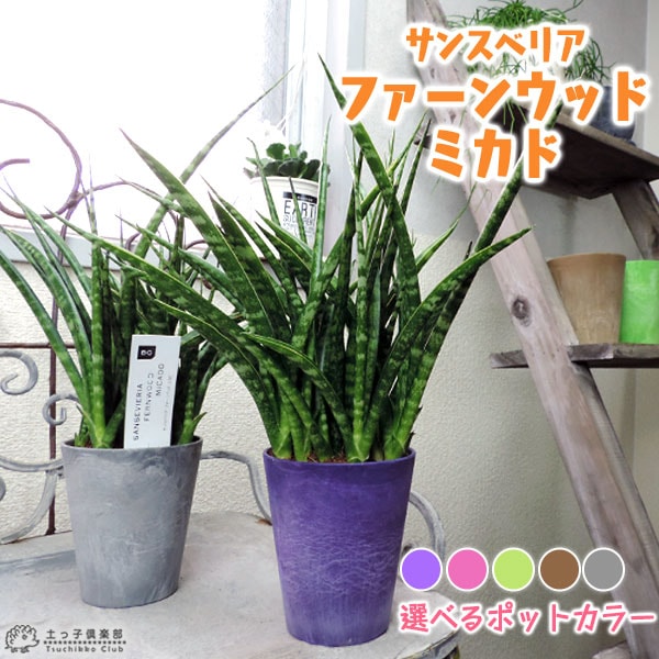 サンスベリア 『 ファーンウッド・ミカド 』 （ サンセベリア