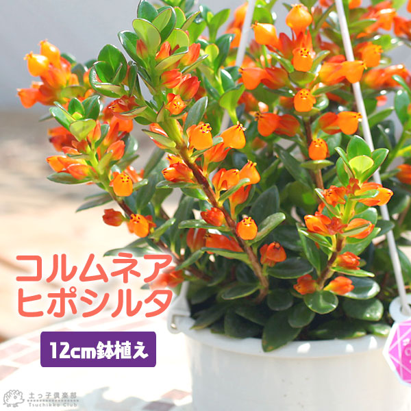 コルムネア（ヒポシルタ） 12cm鉢植え | 苗の種類,観葉植物,いろんな