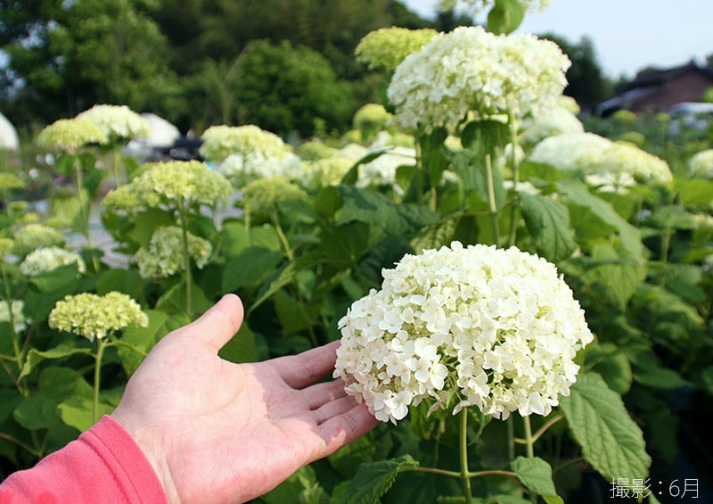 アジサイ 『 アナベル 』 白 6号スリット鉢植え 苗木 | 見ごろ・収穫の