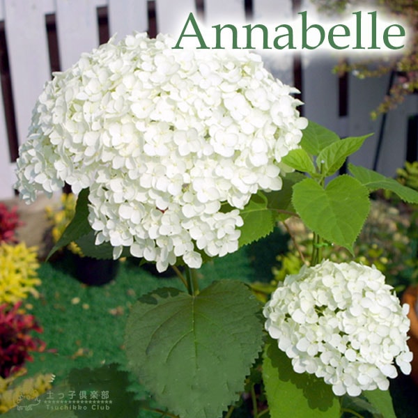 アナベル② アジサイ幼苗1本 白いアメリカ紫陽花