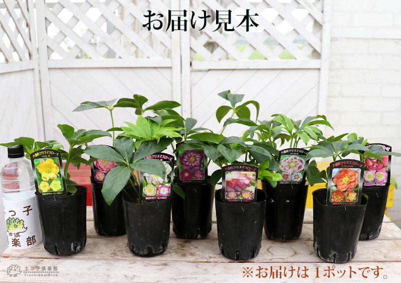 クリスマスローズ　苗 八重咲き クリスマスローズ 【選べる花色】（ オリエンタリス