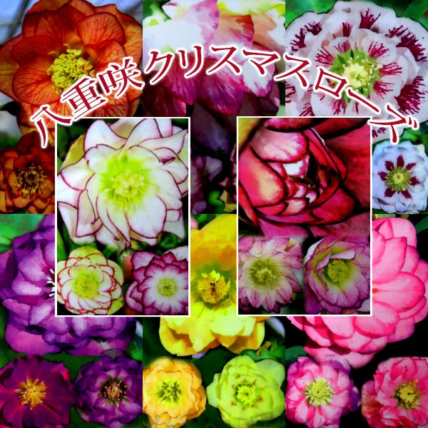 八重咲き クリスマスローズ 【選べる花色】（ オリエンタリス