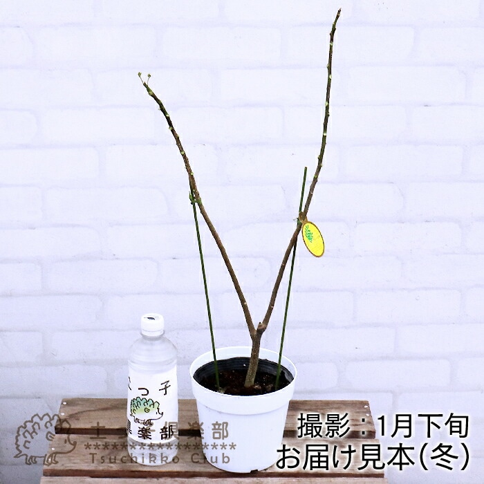 カレーの木 『 カレーリーフ 』 15cmポット苗 （ ナンヨウザンショウ