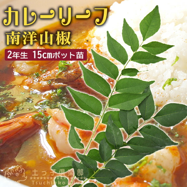カレーの木 『 カレーリーフ 』 15cmポット苗 （ ナンヨウザン