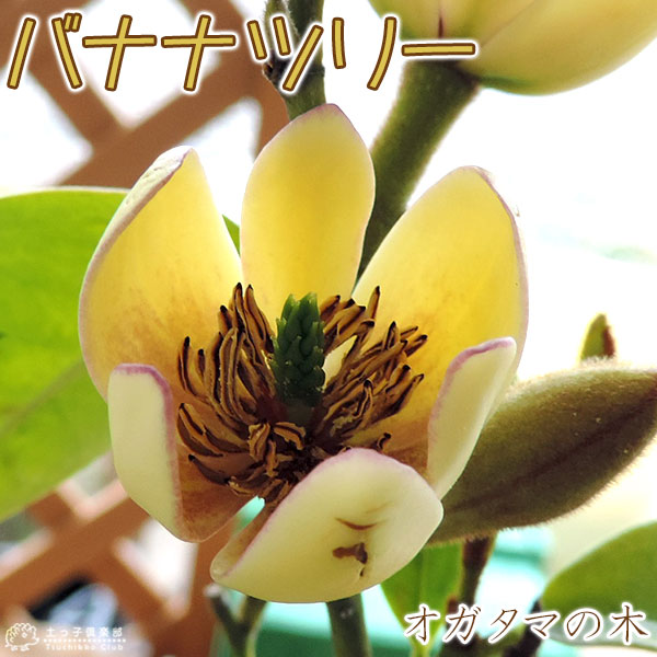 オガタマの木 （ カラタネオガタマ ） 15cmポット苗 （別名：バナナ
