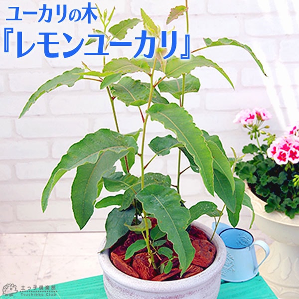 ユーカリの木 『 レモンユーカリ 』 10.5cmポット苗 | 五十音順（品種