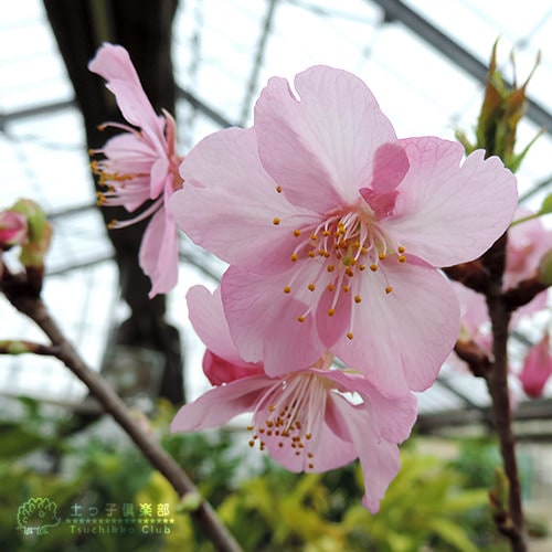 桜 『 河津桜 （ かわづざくら ） 』接ぎ木 15cmポット 苗木 | 五十音