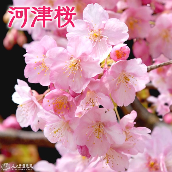 桜 『 河津桜 （ かわづざくら ） 』接ぎ木 15cmポット 苗木 | 五十音